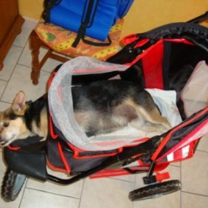 Pyrame ,le chien bien heureux de Marinette Derchux de France