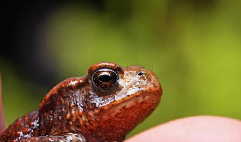 Grenouille rousse Grenouille rousse