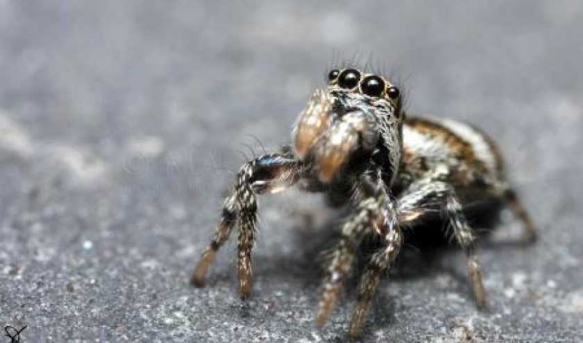 Salticus scenicus femelle Salticus scenicus femelle