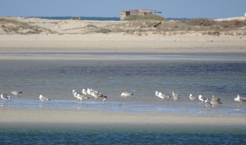 La lagune