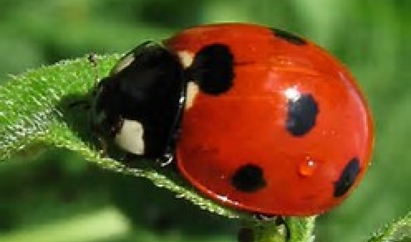 La coccinelle, image emblematique de Houiffalize La coccinelle, image emblematique de Houiffalize