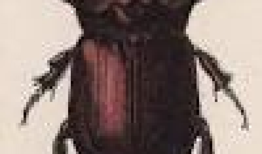 rhinoceros, ou orycte nasicorne rhinoceros, ou orycte nasicorne