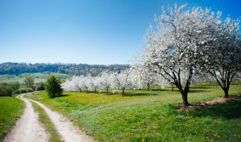 La mirabelle comme symbole régional de la Lorraine