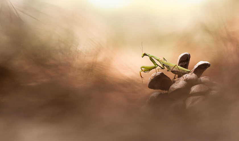 « L’Art de la Proxiphotographie » © Patrick Goujon