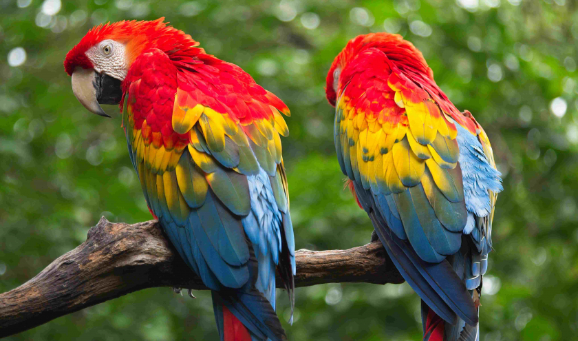 © Lynda Paquet & Martin Parent