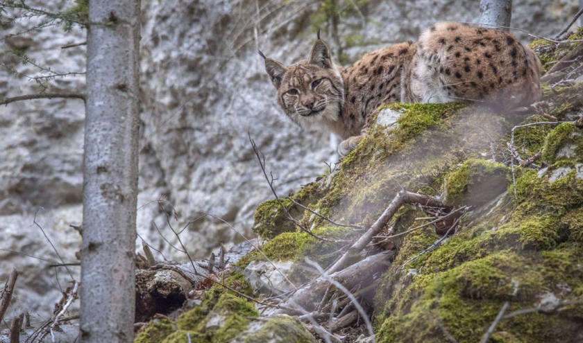 Gala d’Ouverture 2021 : « Lynx » (Laurent Geslin) © « Gebeka Films »