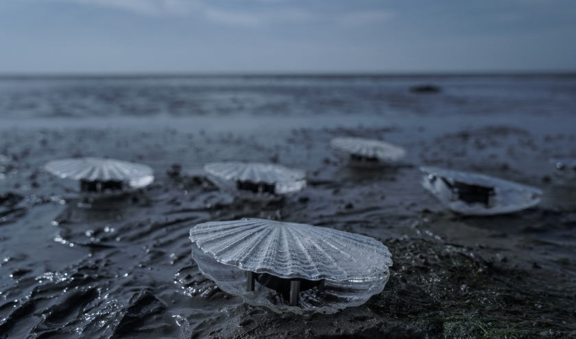 « Clams » © Marc Barotti
