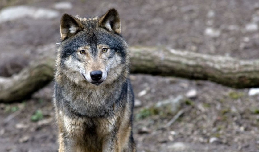 « L’Affût aux Loups » © Tanguy Dumortier & Olivier Larrey © « Belga Films »