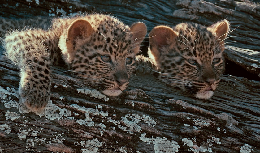 De superbes films professionnels © « FINN »