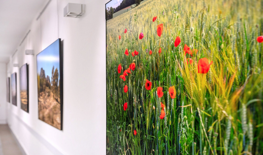 « Champs de Coquelicots » (Auvers-sur-Oise) © Karin Borghouts