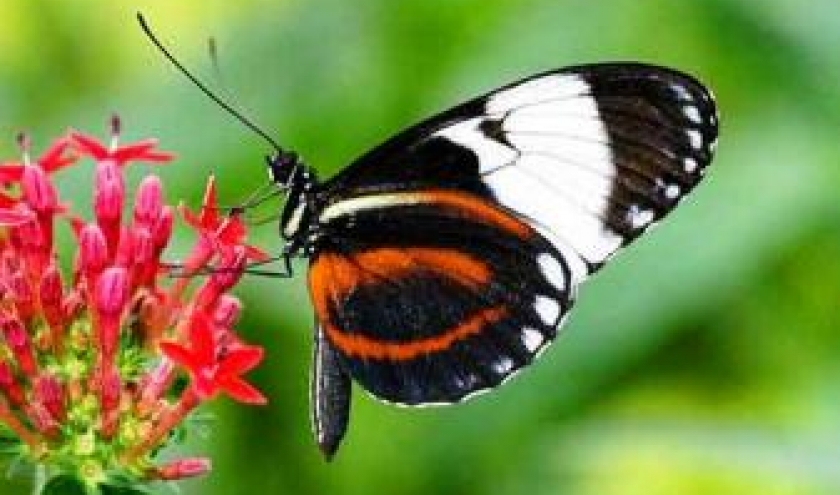 Voici un papillon echappe de la collection photographique de Donny Livet qui exposait tout dernierement a l Office du tourisme de Stoumont. Couleurs et grace Voici un papillon echappe de la collection photographique de Donny Livet qui exposait tout dernierement a l Office du tourisme de Stoumont. Couleurs et grace