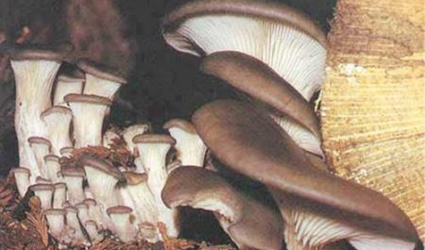 Pleurotus Ostreatus Pleurotus Ostreatus