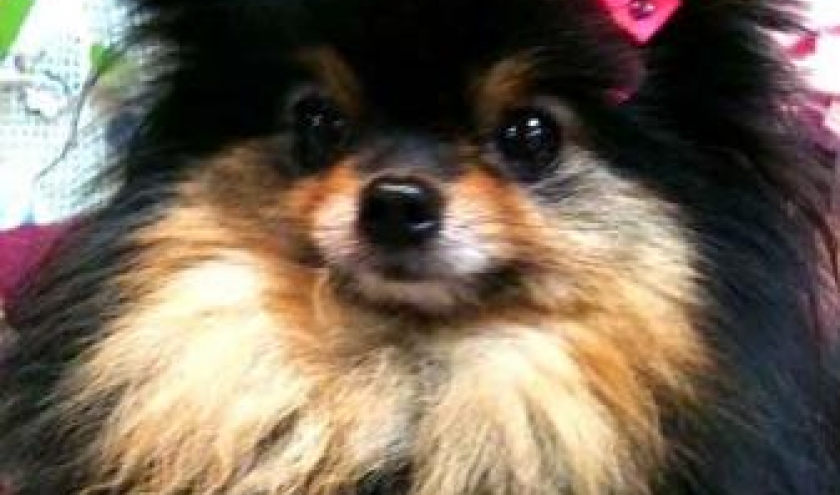 Princesse, le chihuahua de Michele de Huy Princesse, le chihuahua de Michele de Huy