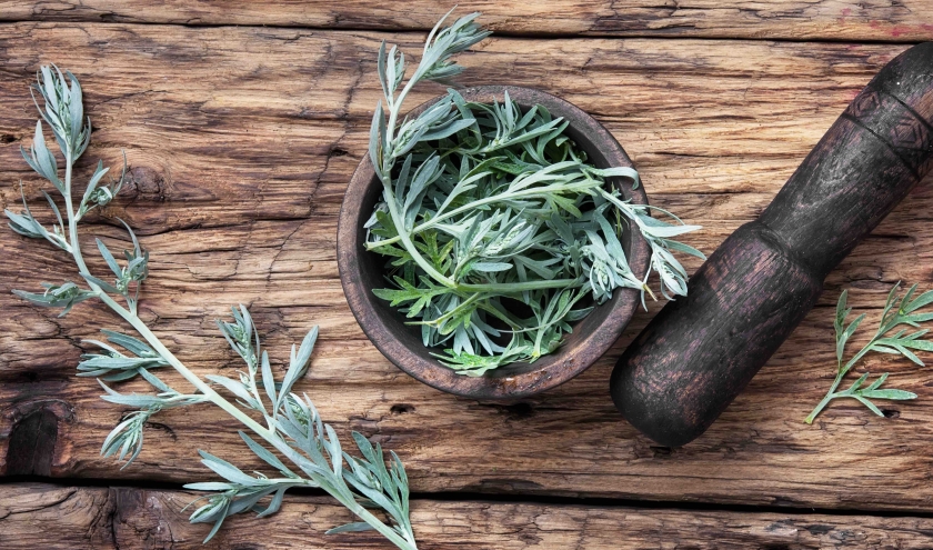 Artémisinine, une simple plante pour endiguer la pandémie ?