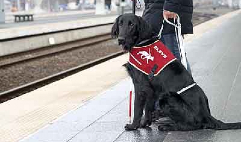 Chiens pour aveugles Chiens pour aveugles