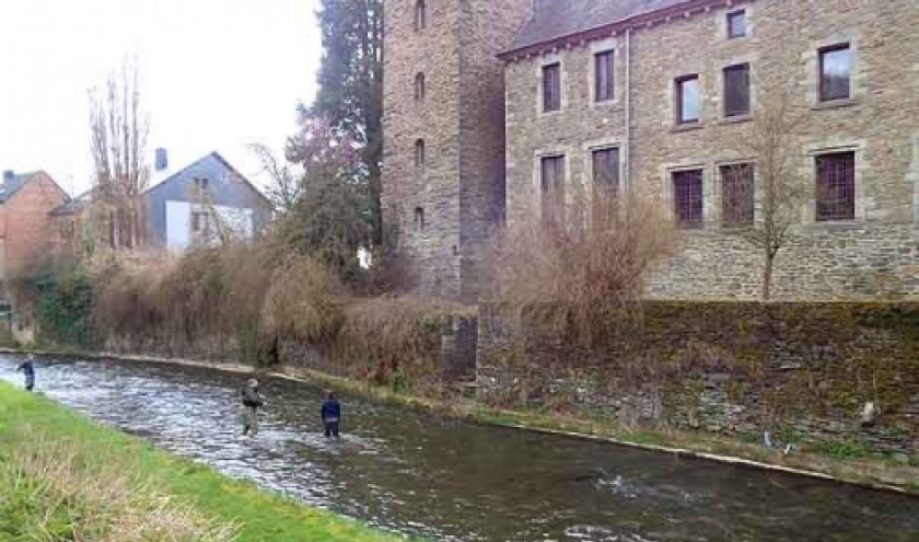 Houffalize. Truites: capture et graciation Houffalize. Truites: capture et graciation
