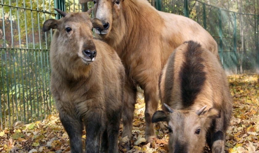 Naissance à Pairi Daiza de deux takins dorés de Chine. Naissance à Pairi Daiza de deux takins dorés de Chine.