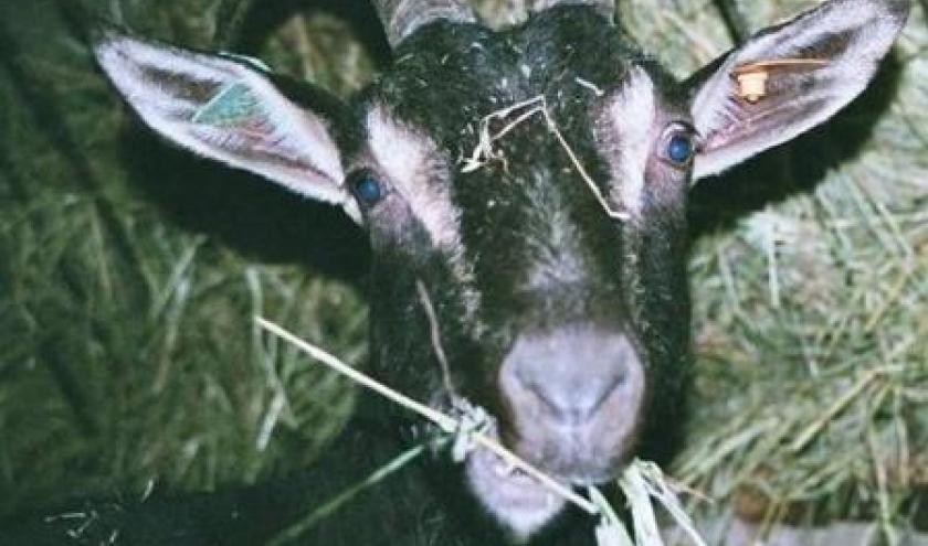 Chevre poitevine