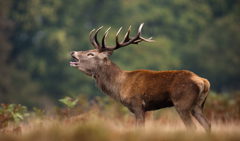 shutterstock_223428538_hirsch_rohren shutterstock_223428538_hirsch_rohren