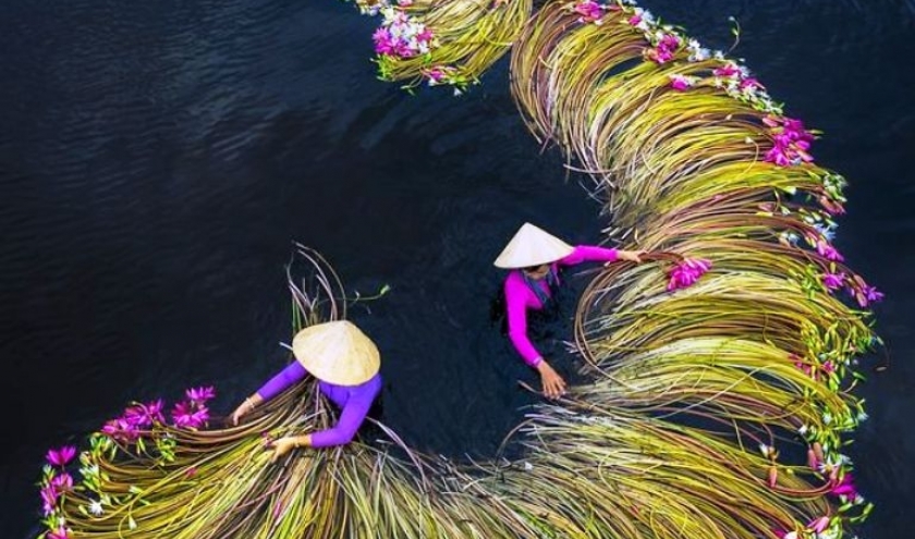 1 Récolte des nénuphars, Long An, Vietnam © Trung Pham Huy - Drone Awards 2020 1 Récolte des nénuphars, Long An, Vietnam © Trung Pham Huy - Drone Awards 2020