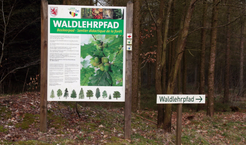 _rodt_waldlehrpfad_03-c-ostbelgien.eu _rodt_waldlehrpfad_03-c-ostbelgien.eu