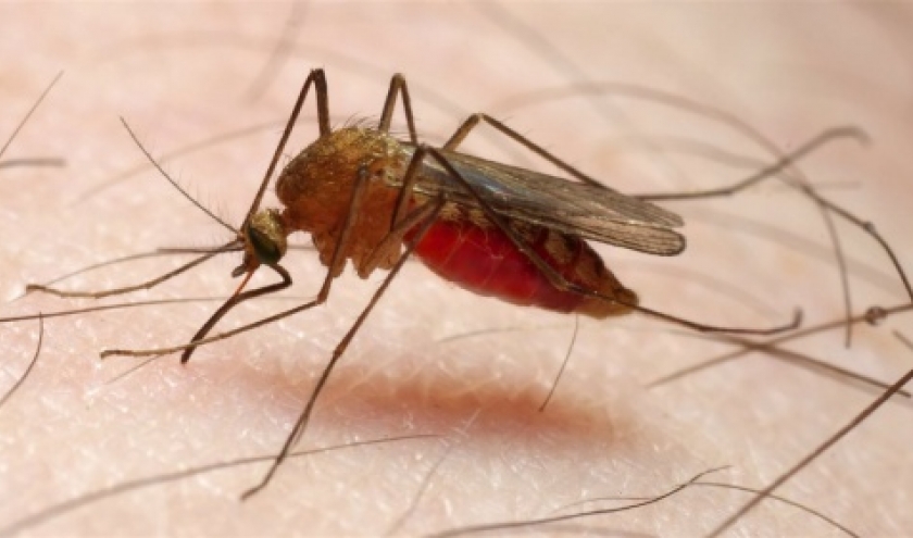 Malaria Malaria