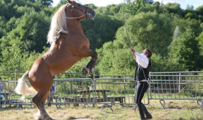 Ecuries Amourie : cheval comtois Ecuries Amourie : cheval comtois