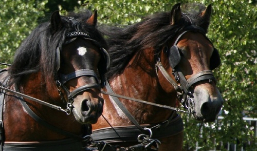 Fete du cheval de trait, Hargnies Fete du cheval de trait, Hargnies