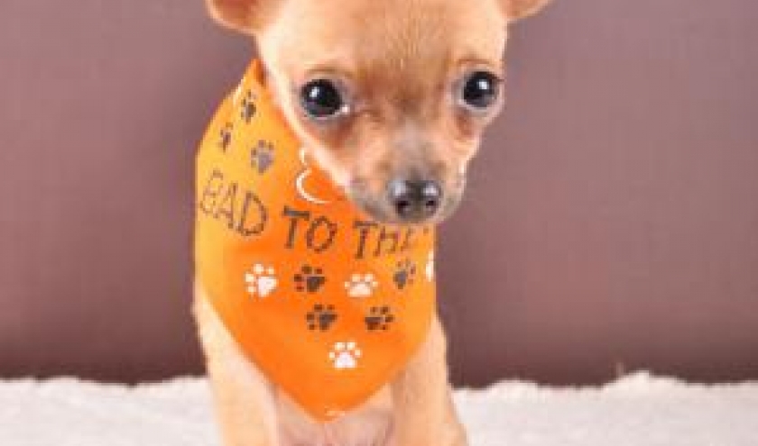 cortex ,le chihuahua de christine et luc "art phot" cortex ,le chihuahua de christine et luc "art phot"