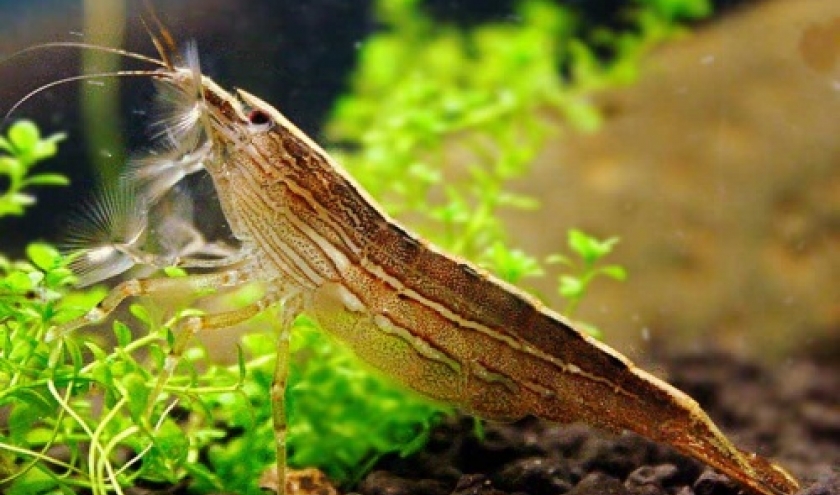 Crevette Bambou Nettoyeuse - Atyopsis Moluccensis 15 euros Crevette Bambou Nettoyeuse - Atyopsis Moluccensis 15 euros