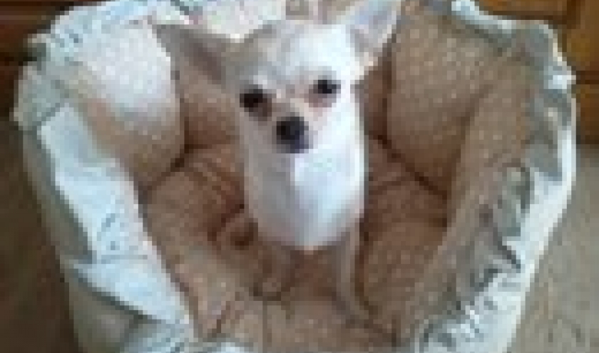 Juicy ,le chihuahua de Nathalie de Bruxelles , notre gagnante du mois d'avril Juicy ,le chihuahua de Nathalie de Bruxelles , notre gagnante du mois d'avril
