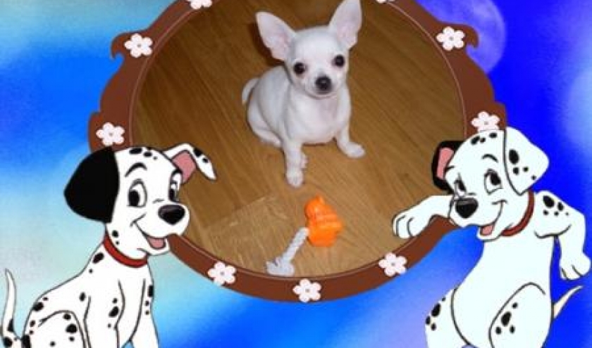 Toupie ,le petit chihuahua d'Elodie Francois Toupie ,le petit chihuahua d'Elodie Francois
