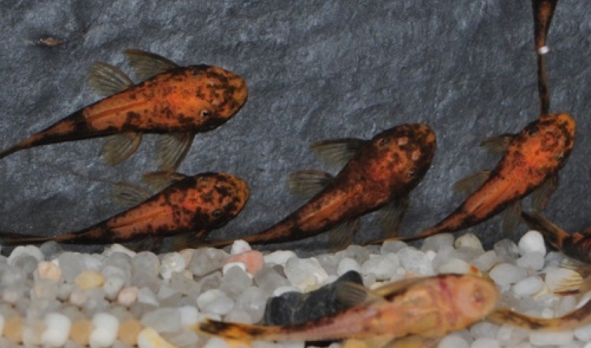 Ancistrus Sp. LDA 16 12 euros Ancistrus Sp. LDA 16 12 euros