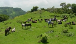 Finca Las Delicias