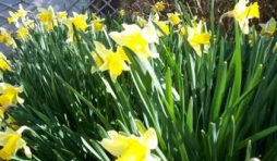 quelques jonquilles, victoire sur l'hiver