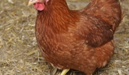 Poule