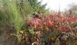5. Couleurs, dites par Verlaine...