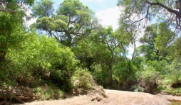caatinga desert