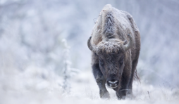 "Yellowstone" (c) Michel d Oultremont