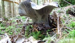 Hygrophore de mars par Jean-Marie Hamoir