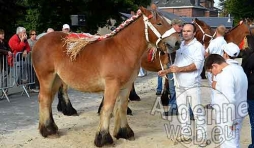 Cheval de trait ardennais-477