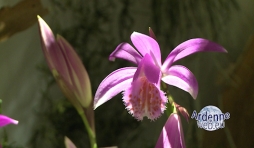 20130328_Orchidees