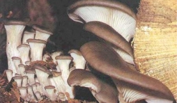 Pleurotus Ostreatus