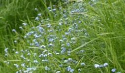 Myosotis 