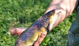 Concours de peche sur la Wiltz - 5516