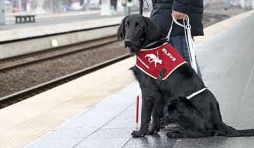 Chiens pour aveugles