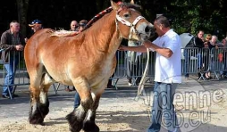 Cheval de trait ardennais