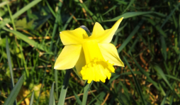 Bullange : les jonquilles font leur retour dans la vallée de la Holzwarche  ( Photo : F. Detry )