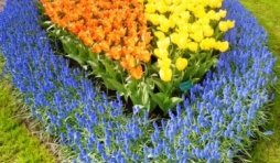   Les printemps  colorés de Keukenhof         