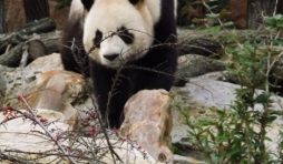 France                    Un zoo français accueille deux pandas géants.